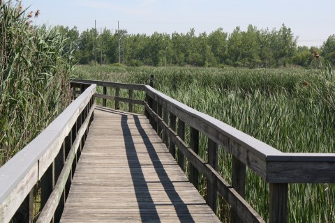 This Buffalo Park Has Endless Boardwalks And You'll Want To Explore Them All