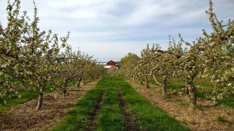 You Can Pick Fruit And Sip Wine At This Unique Wisconsin Orchard