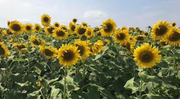 There’s A 7-Acre Sunflower Maze In Wisconsin That’s Just As Magnificent As It Sounds
