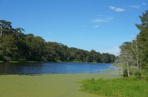 Visit These 8 Scenic National Wildlife Refuges in Louisiana When You Need A Break From It All