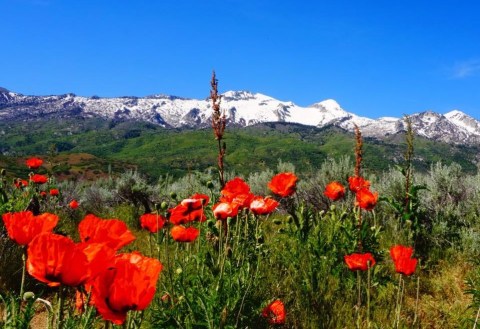 This Poppy Field In Utah Is In Full Bloom Soon And It’s An Extraordinary Sight To See