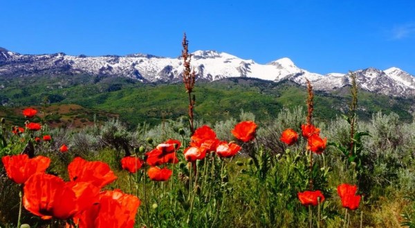 This Poppy Field In Utah Is In Full Bloom Soon And It’s An Extraordinary Sight To See