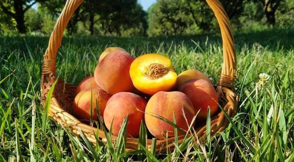 You Can Pick The Most Delicious Peaches All Summer Long At This Missouri Orchard