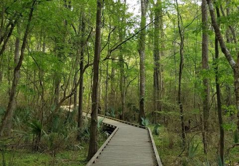 7 Shaded Trails In Louisiana That Are Perfect For Summer Adventures