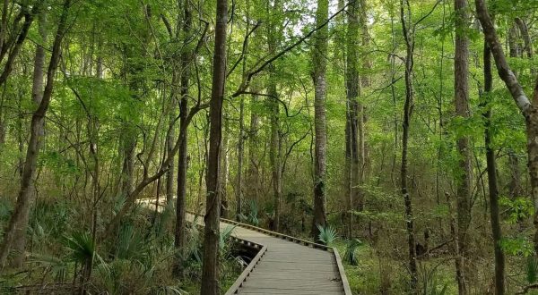 7 Shaded Trails In Louisiana That Are Perfect For Summer Adventures