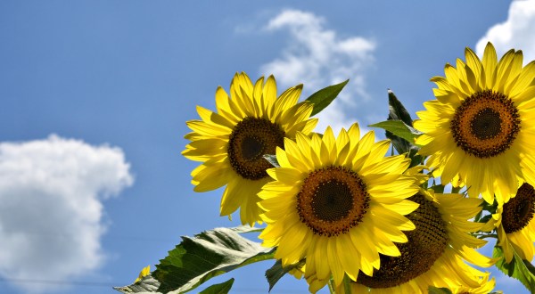 This Upcoming Sunflower Festival In Tennessee Will Make Your Summer Complete