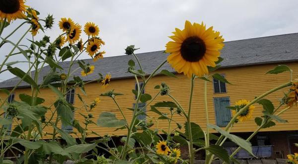 This Upcoming Sunflower Festival In Pennsylvania Will Make Your Summer Complete