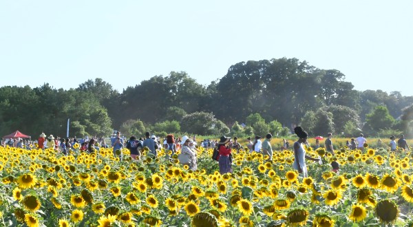 This Upcoming Sunflower Festival In North Carolina Will Make Your Summer Complete