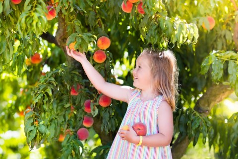 You Can Pick The Most Delicious Peaches All Summer Long At This South Carolina Orchard
