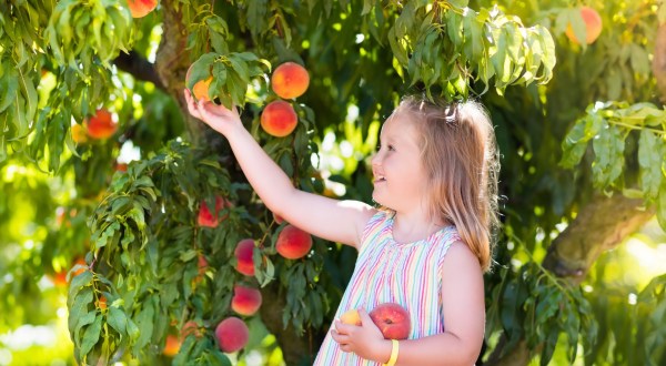 You Can Pick The Most Delicious Peaches All Summer Long At This South Carolina Orchard