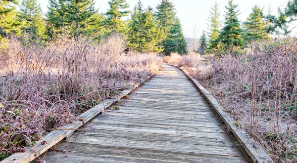 The Fairytale Cranberry Boardwalk In West Virginia That Stretches As Far As The Eye Can See