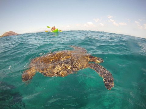Paddle With Sea Turtles On This One-Of-A-Kind Kayak Tour In Hawaii