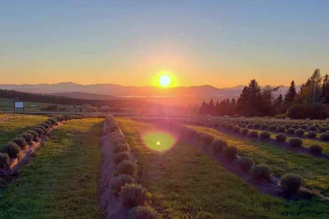 Get Lost In This 30-Acre Beautiful Lavender Farm In Vermont