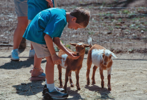 Play With Goats At This New Hampshire Zoo For An Absolutely Adorable Adventure