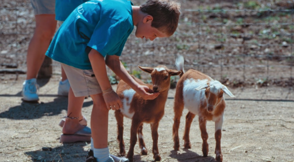 Play With Goats At This New Hampshire Zoo For An Absolutely Adorable Adventure