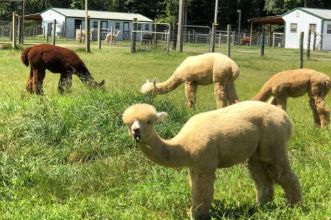 Visit This Virginia Alpaca Farm For A Fun And Fuzzy Adventure