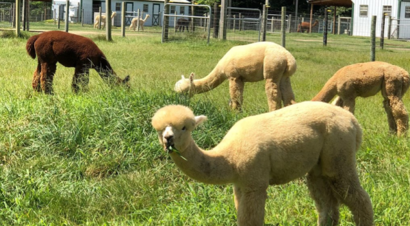 Visit This Virginia Alpaca Farm For A Fun And Fuzzy Adventure