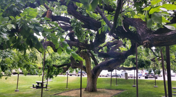 There’s No Other Historical Landmark In Utah Quite Like This 92-Year-Old Tree
