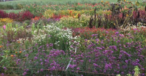 This 75-Acre U-Pick Flower Farm Near Pittsburgh Is The Perfect Way To Spend An Afternoon