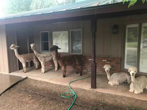 There's A Bed And Breakfast On This Alpaca Farm In Arizona And You Simply Have To Visit