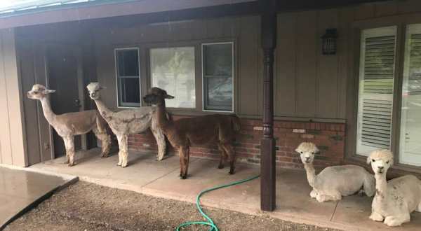 There’s A Bed And Breakfast On This Alpaca Farm In Arizona And You Simply Have To Visit
