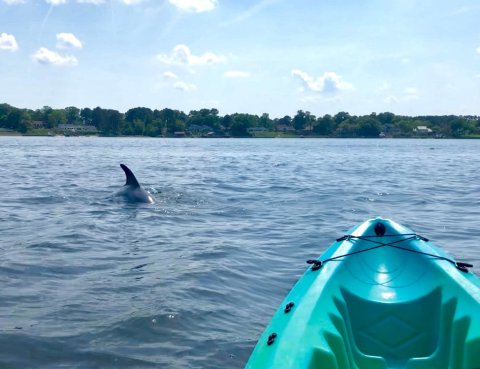 Paddle With Dolphins On This One-Of-A-Kind Kayak Tour In Virginia