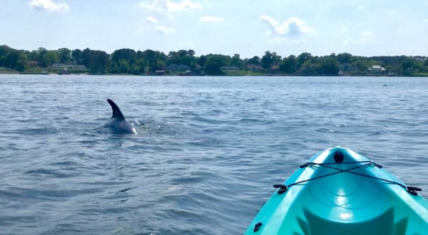 Paddle With Dolphins On This One-Of-A-Kind Kayak Tour In Virginia