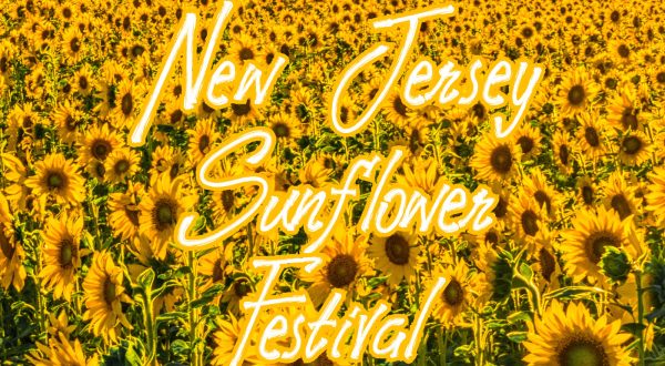 This Upcoming Sunflower Festival In New Jersey Will Make Your Summer Complete