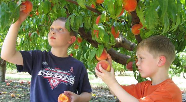 You Can Pick The Most Delicious Peaches All Summer Long At This Oklahoma Orchard