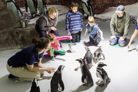 Play With Penguins At This Arizona Aquarium For An Absolutely Adorable Adventure