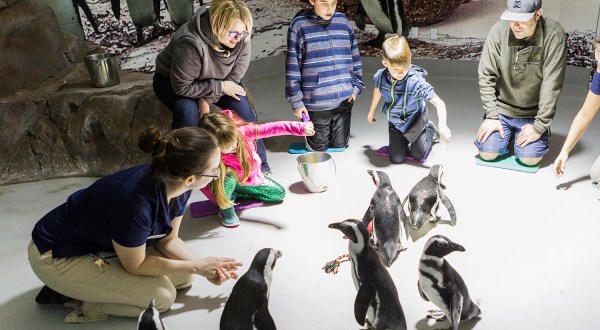 Play With Penguins At This Arizona Aquarium For An Absolutely Adorable Adventure