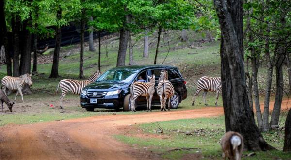 Adventure Awaits At This Drive-Thru Safari Park In Texas