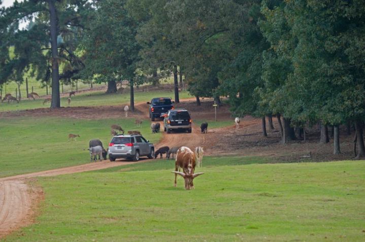 trace safari jacksonville texas