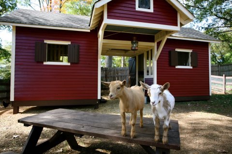 Spend The Night On A Goat Farm At This Unique Retreat In Georgia