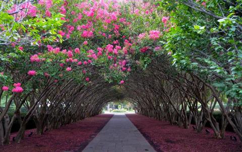 Texas' Tunnel Of Trees Is Positively Magical And You Need To Visit