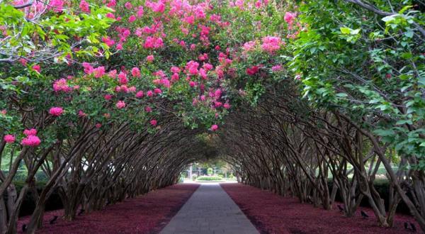 Texas’ Tunnel Of Trees Is Positively Magical And You Need To Visit