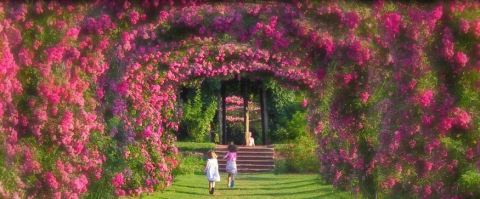 Connecticut's Tunnel Of Roses Is Absolutely Magical And You Need To Visit