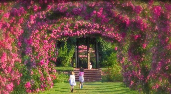 Connecticut’s Tunnel Of Roses Is Absolutely Magical And You Need To Visit