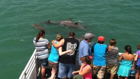 This Dolphin-Watching Boat Tour In Texas Is The Most Magical Thing You'll Do All Summer