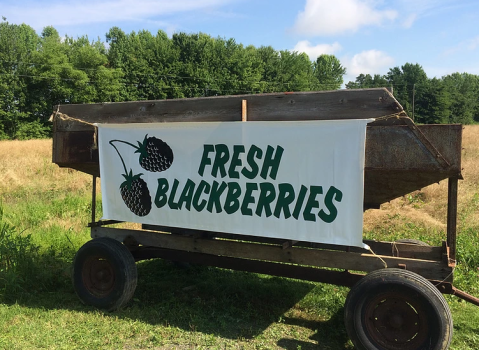 Here Are The 7 Sweetest Places To Go Berry Picking In Maryland