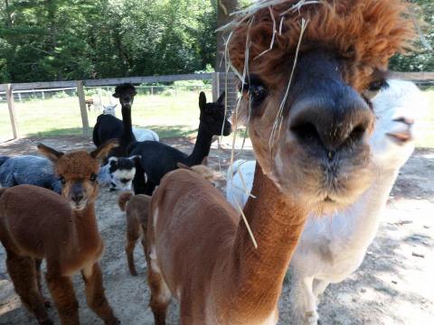 Visit This Connecticut Alpaca Farm For A Fun And Fuzzy Adventure