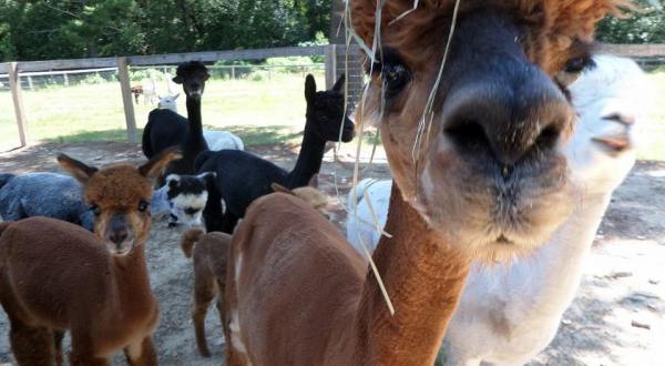 Visit This Connecticut Alpaca Farm For A Fun And Fuzzy Adventure