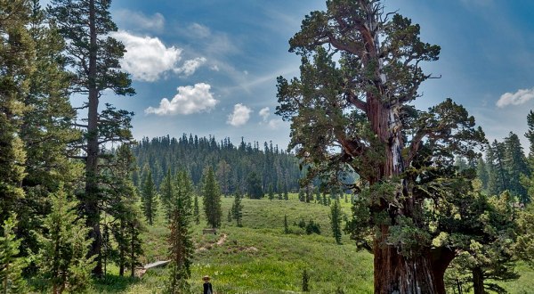 The Oldest Juniper Tree In America Is Right Here In Northern California And It’s An Extraordinary Sight To See