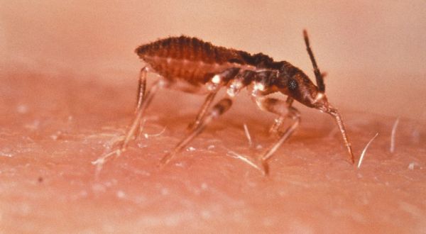 A Parasitic Bug Has Been Spotted Throughout Kentucky And Its Bite Can Be Deadly