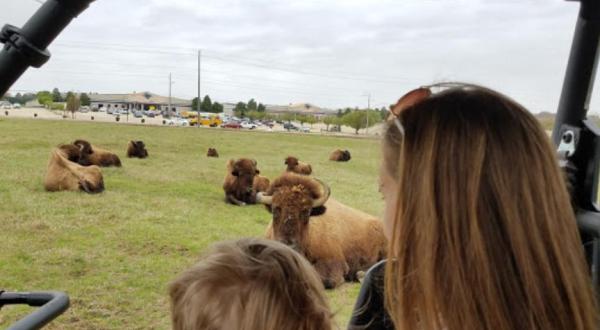 Watch Hundreds Of Buffalo Roam At This Beautiful 210-Acre Park In Mississippi