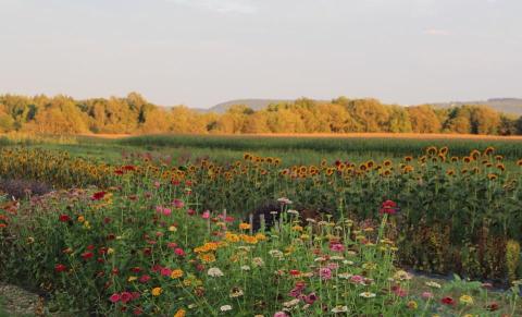 The Dreamy Flower Farm Near Buffalo You'll Want To Visit This Summer