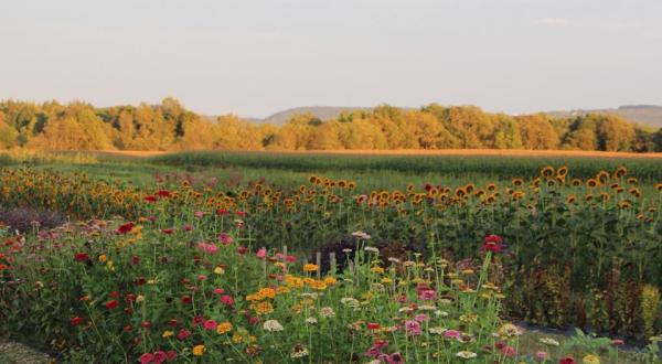 The Dreamy Flower Farm Near Buffalo You’ll Want To Visit This Summer