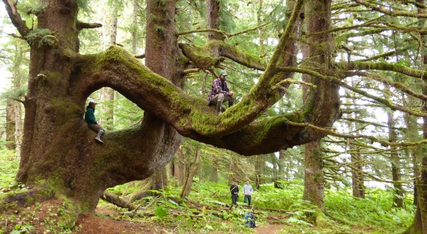 Most People Don’t Know Some Of The Oldest Trees In The World Are Found In Alaska