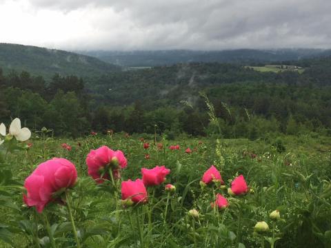 You'll Want To Visit This Luscious Peony Farm In Vermont Before Summer Is Over