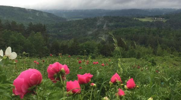 You’ll Want To Visit This Luscious Peony Farm In Vermont Before Summer Is Over